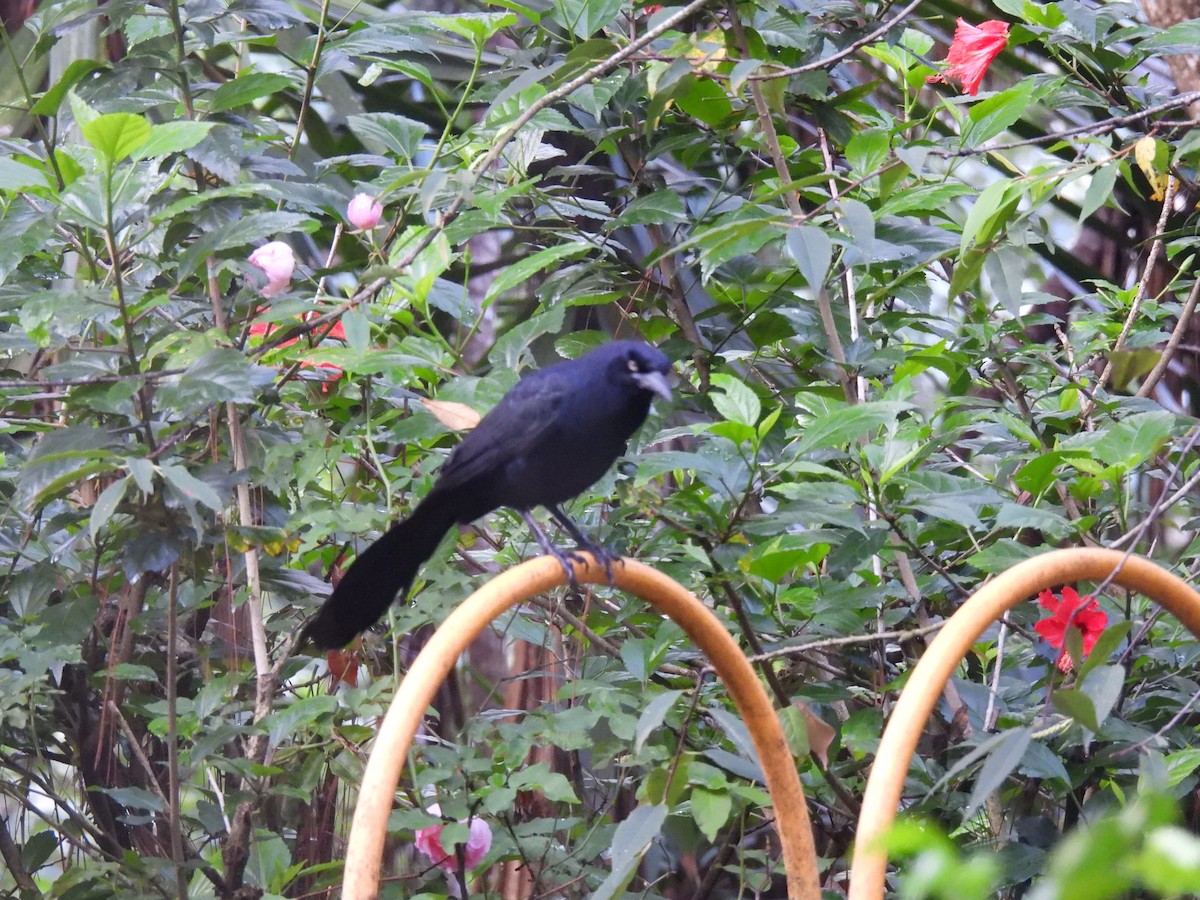 Great-tailed Grackle - ML621885092