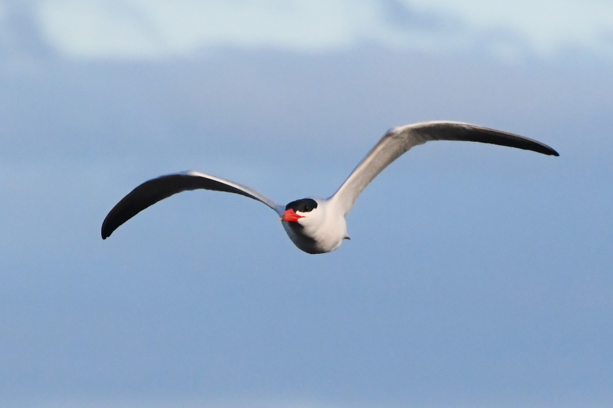 Caspian Tern - ML621885093