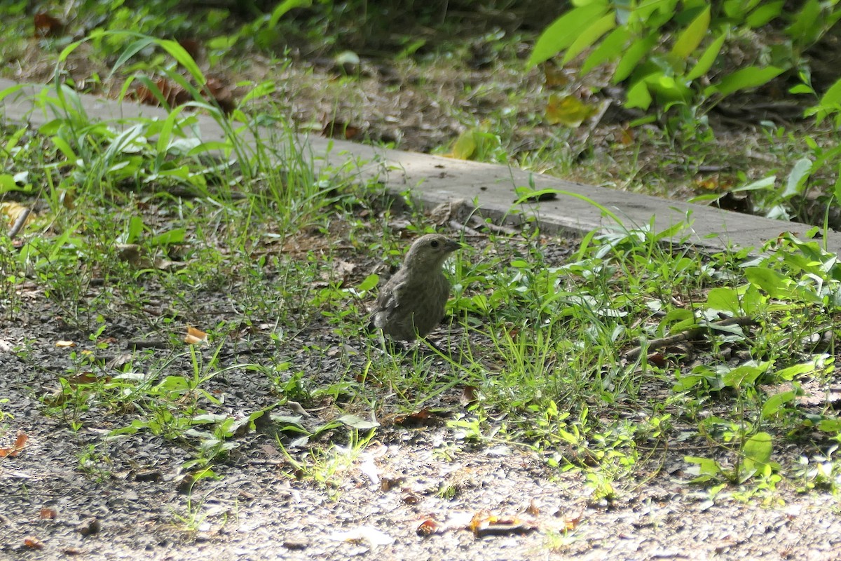 House Finch - ML621885094