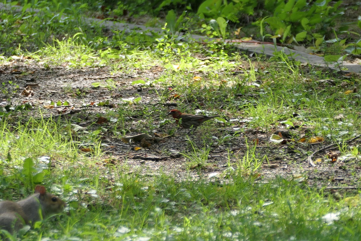 House Finch - ML621885095