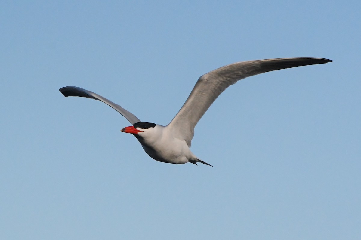 Caspian Tern - ML621885098