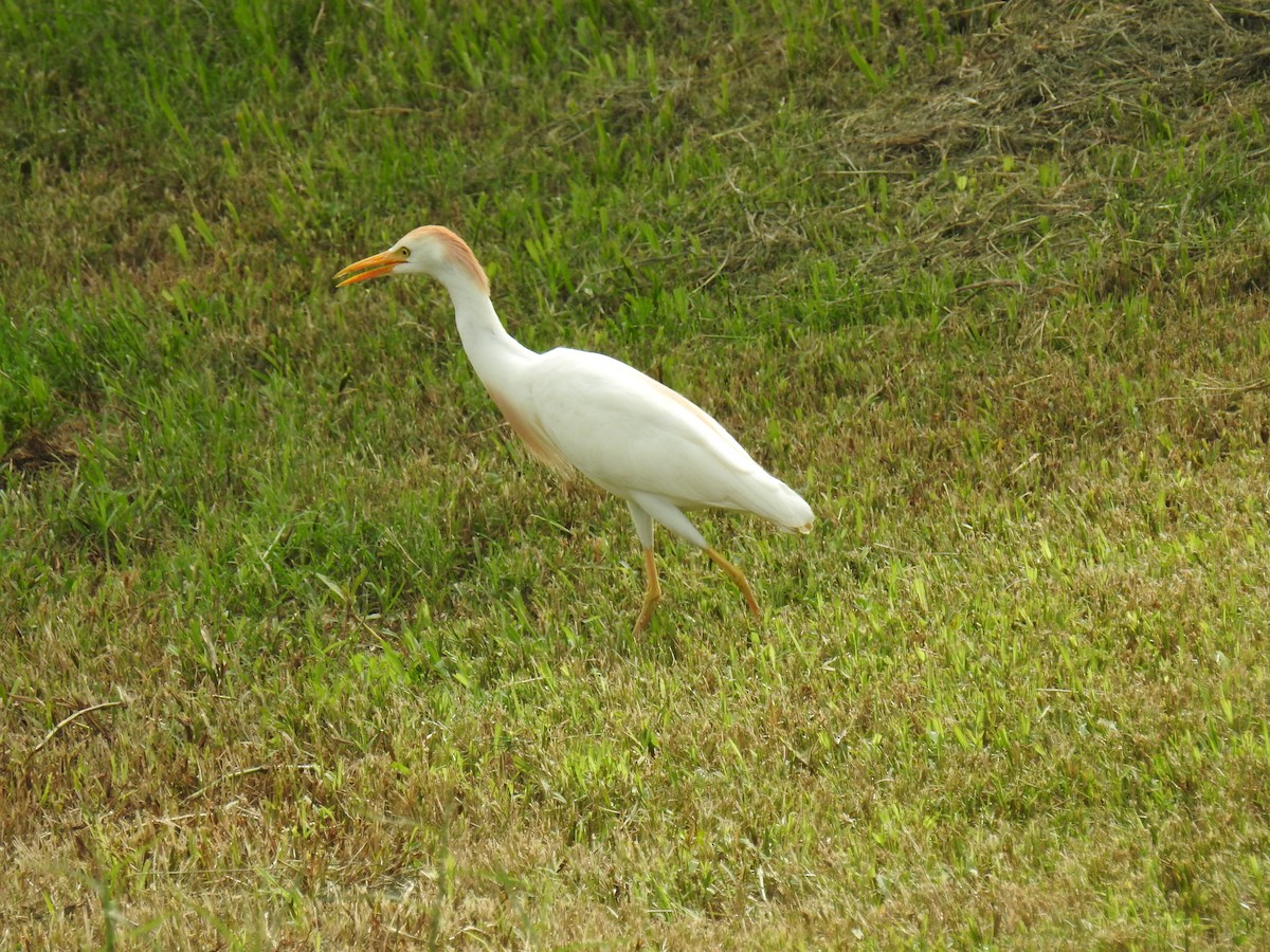 Western Cattle Egret - ML621885099