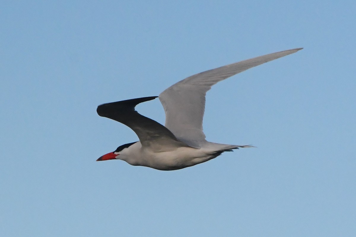 Caspian Tern - ML621885101