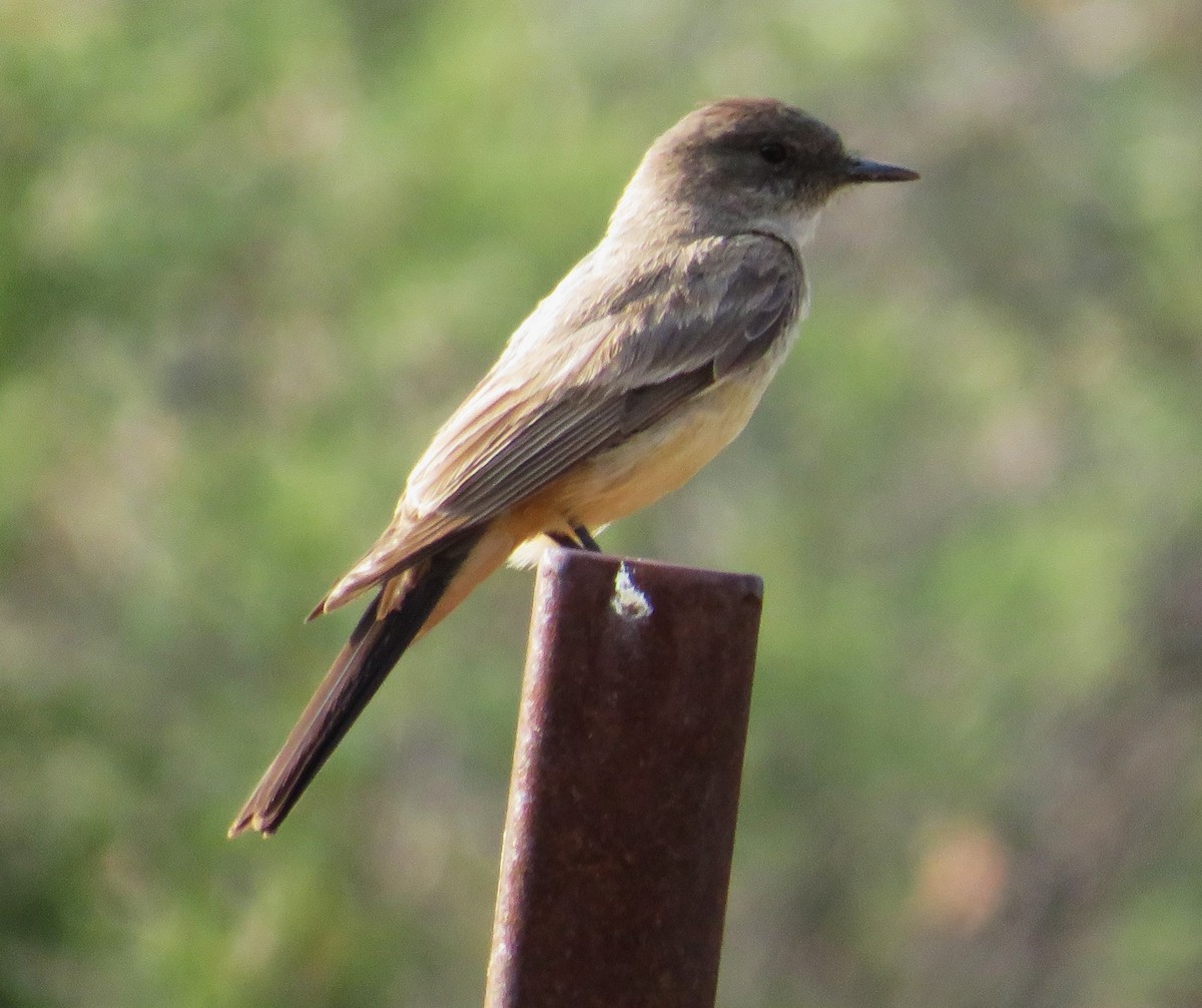 Say's Phoebe - ML621885106