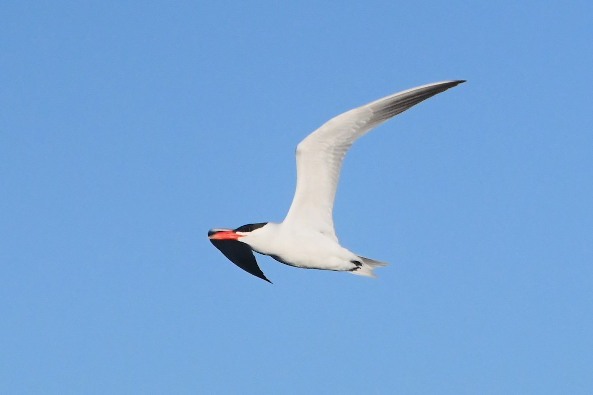 Caspian Tern - ML621885107