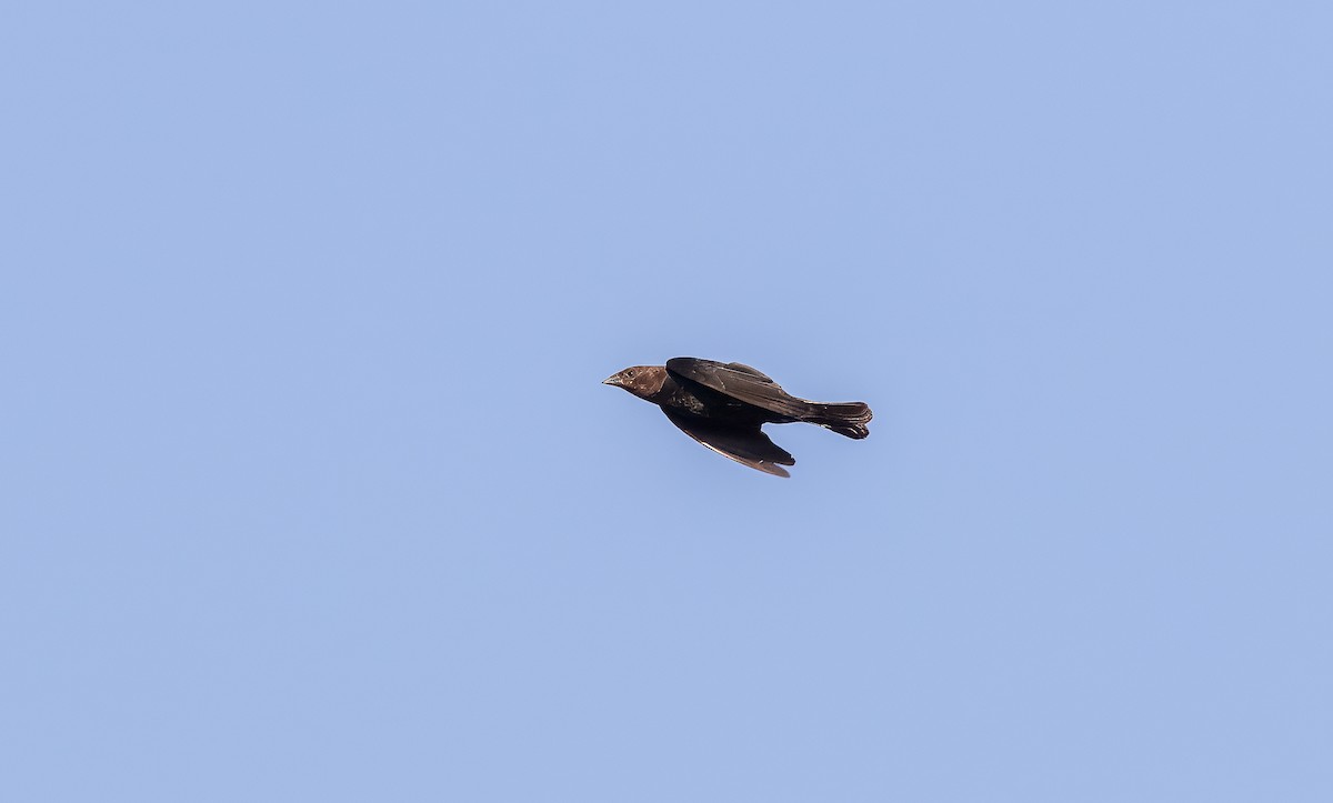 Brown-headed Cowbird - ML621885113