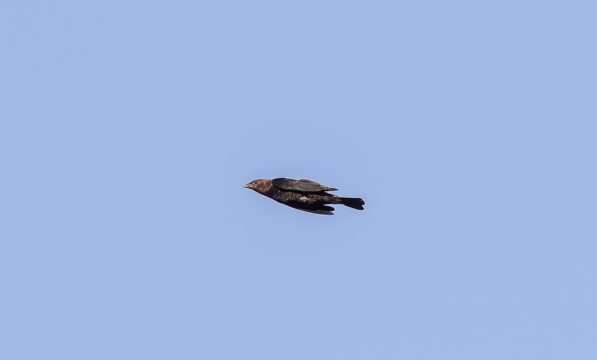 Brown-headed Cowbird - ML621885114