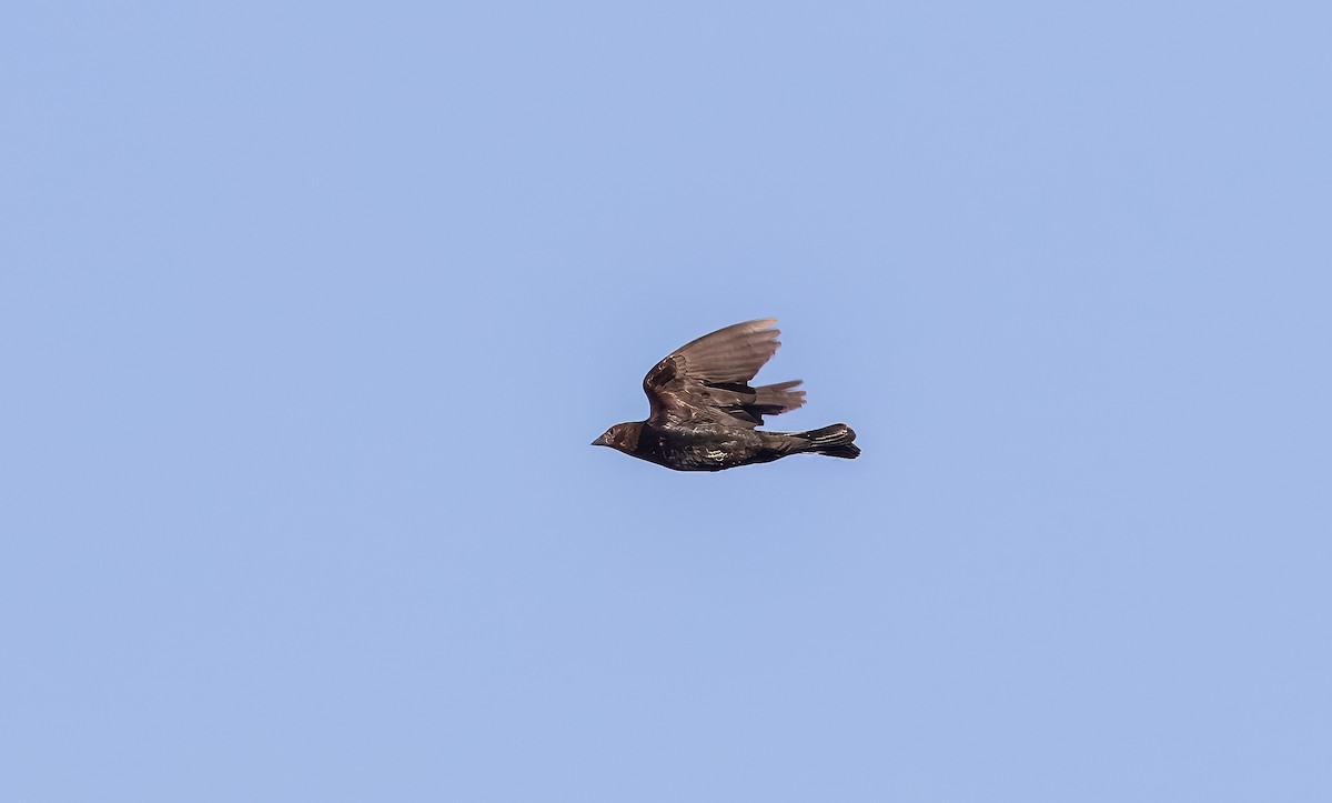 Brown-headed Cowbird - ML621885115