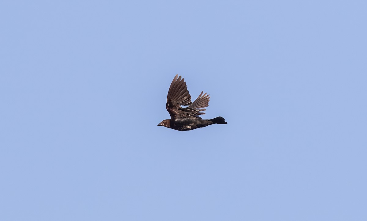 Brown-headed Cowbird - ML621885116