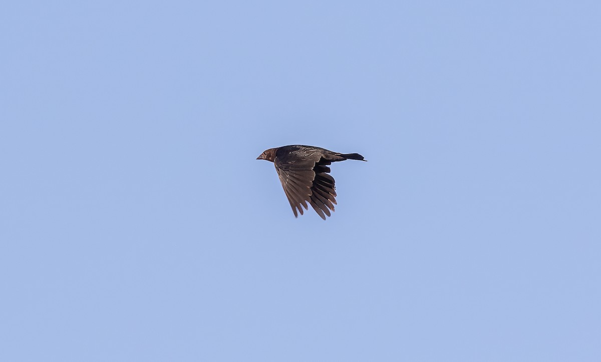 Brown-headed Cowbird - Nick Pulcinella