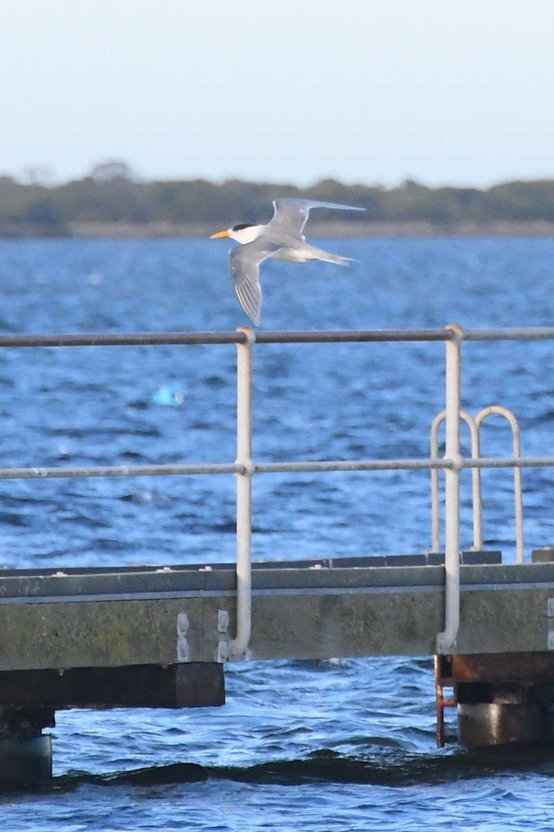 Great Crested Tern - ML621885118