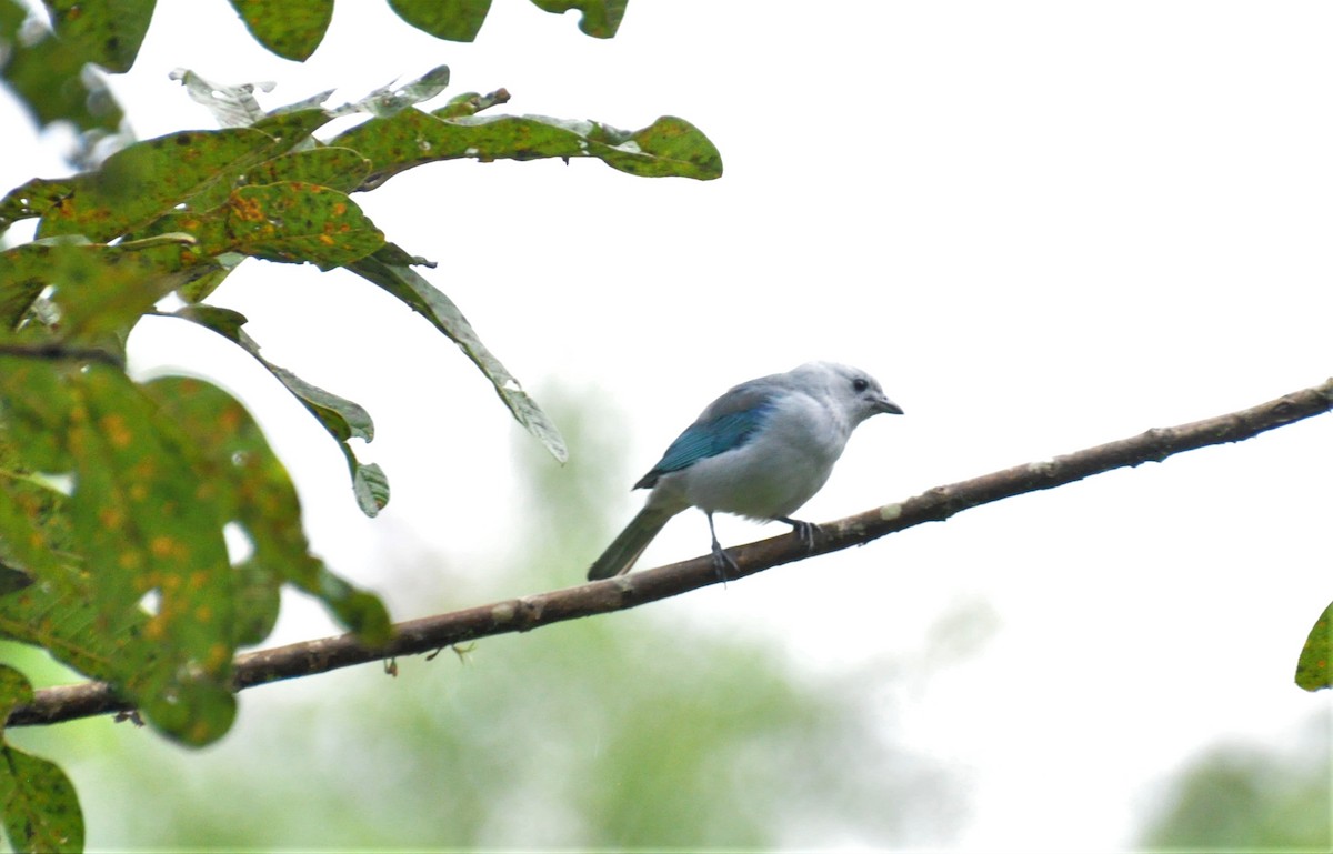 Blue-gray Tanager - ML621885128