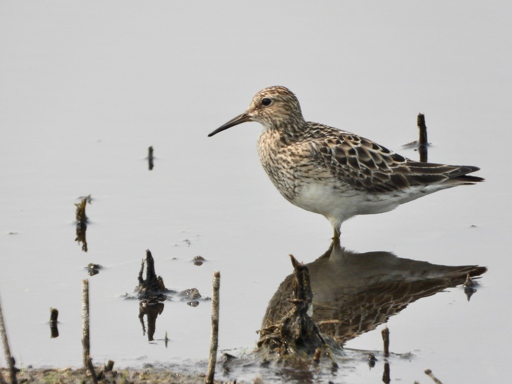 Baird's Sandpiper - ML621885159