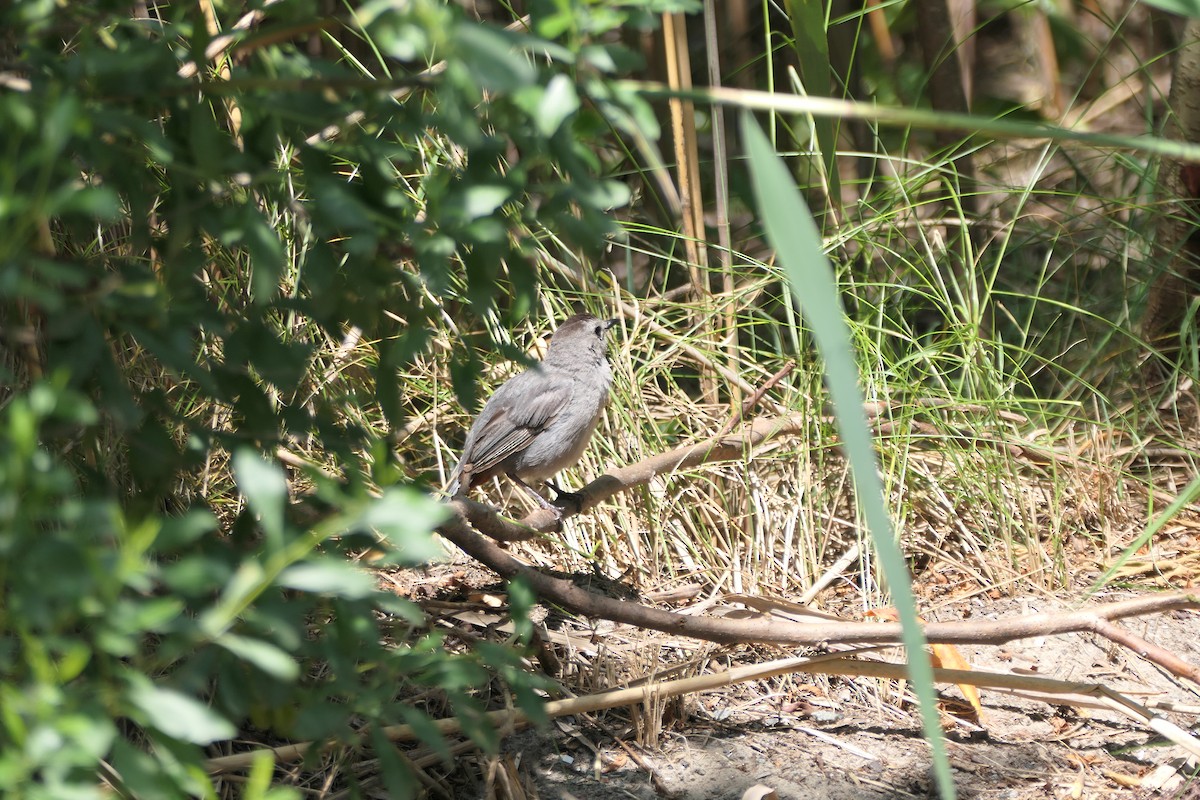 Gray Catbird - ML621885163