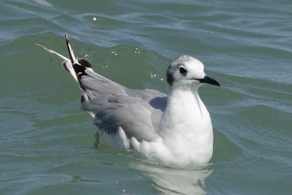 Bonaparte's Gull - ML621885176