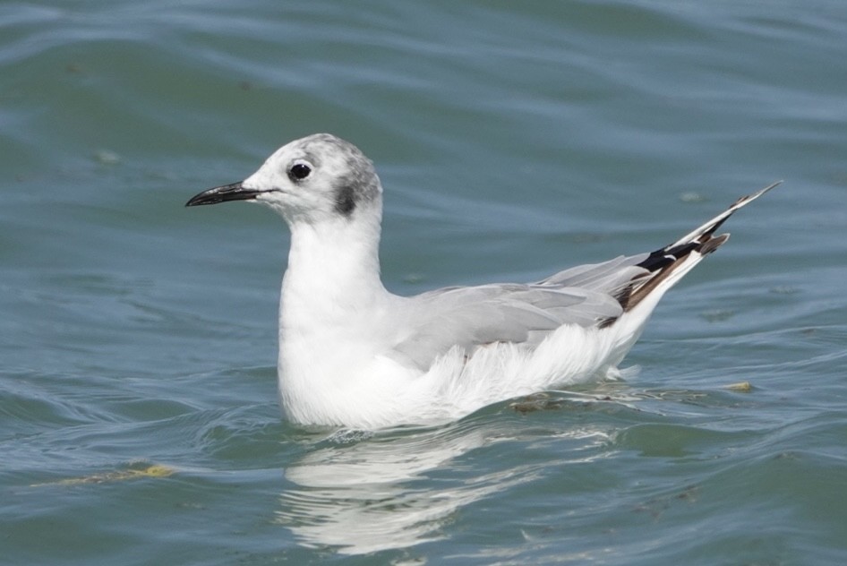 Bonaparte's Gull - ML621885181