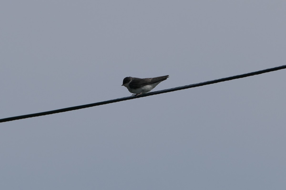 Tree Swallow - Kenrith Carter