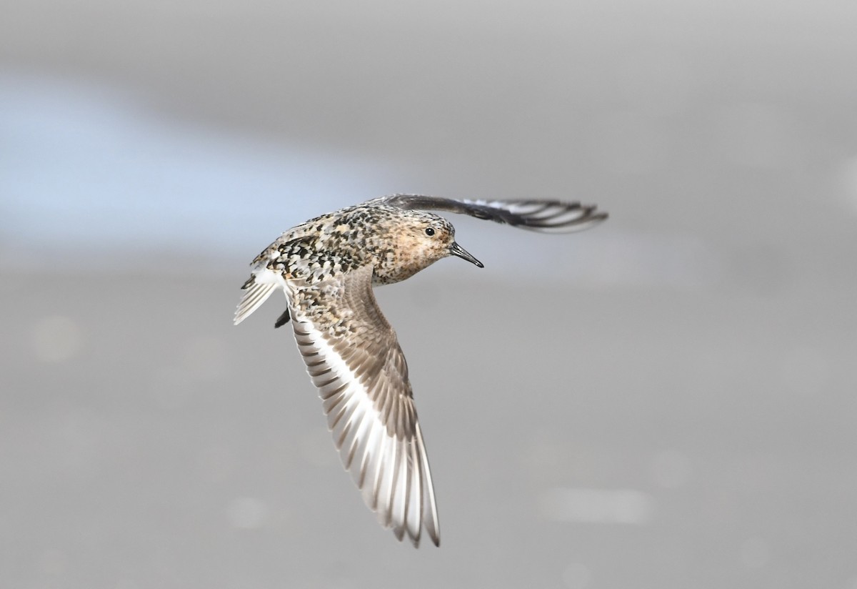 Bécasseau sanderling - ML621885190