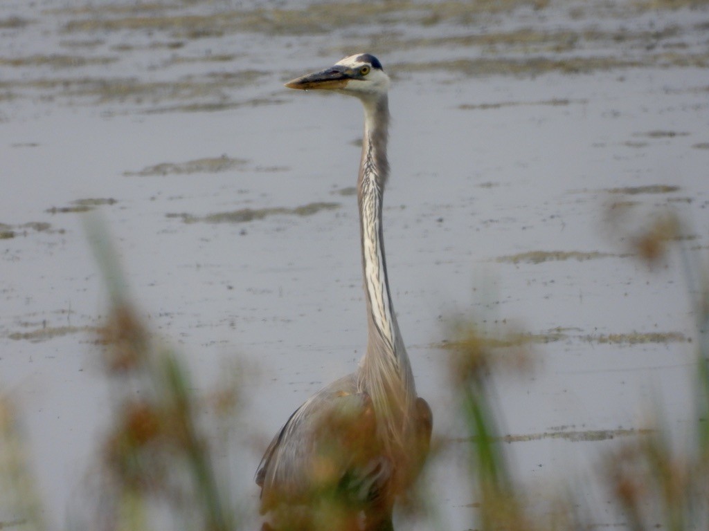 Great Blue Heron - ML621885191