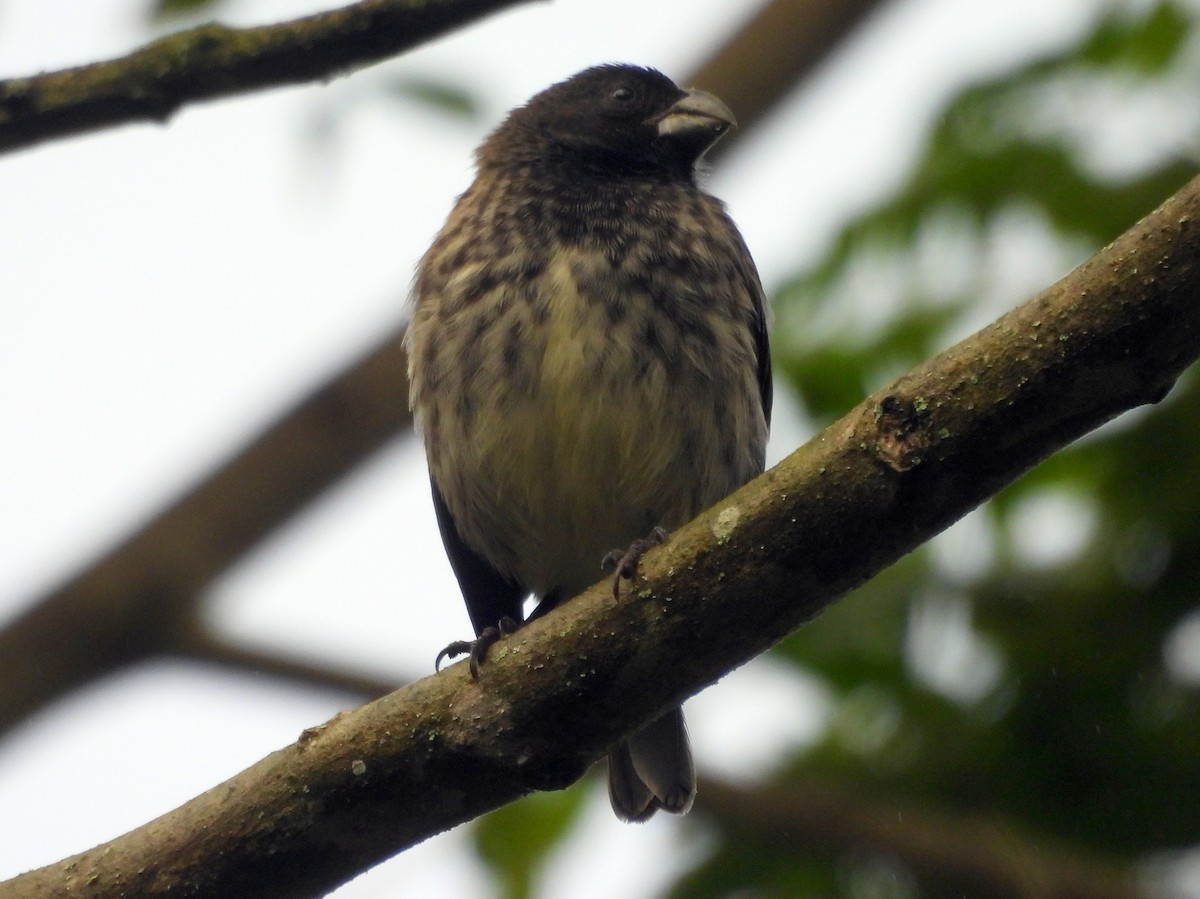 Vegetarian Finch - ML621885193