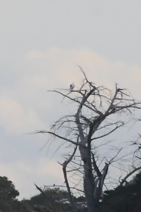 Black-shouldered Kite - ML621885194