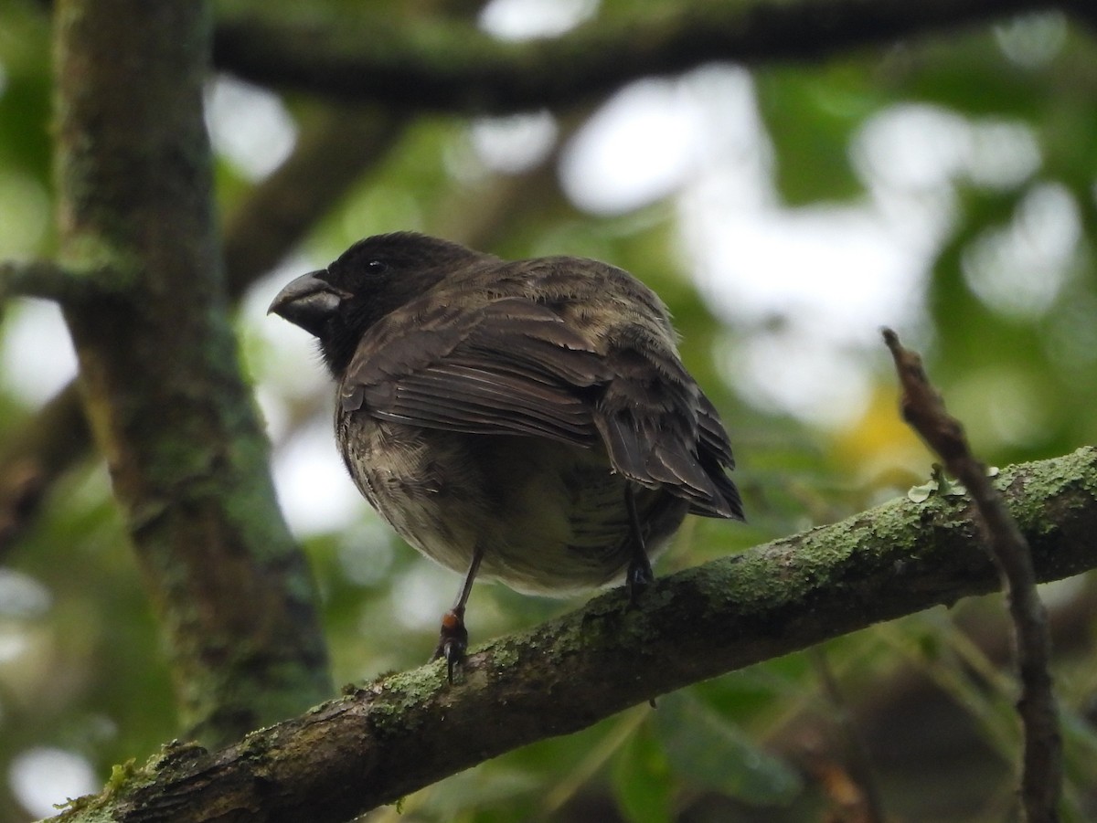 Vegetarian Finch - ML621885195