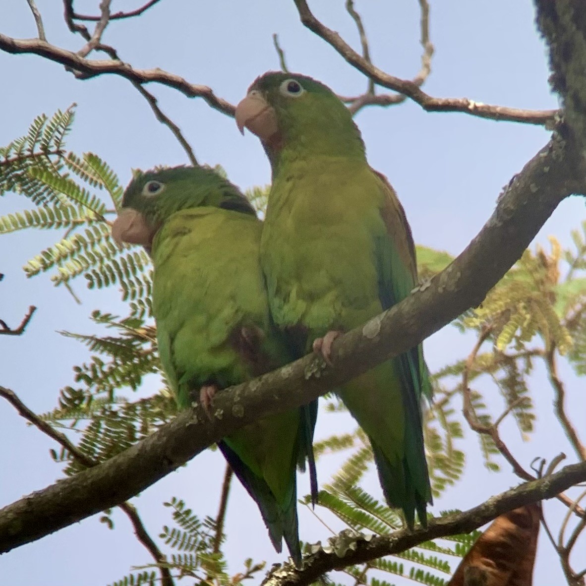 Orange-chinned Parakeet - ML621885196