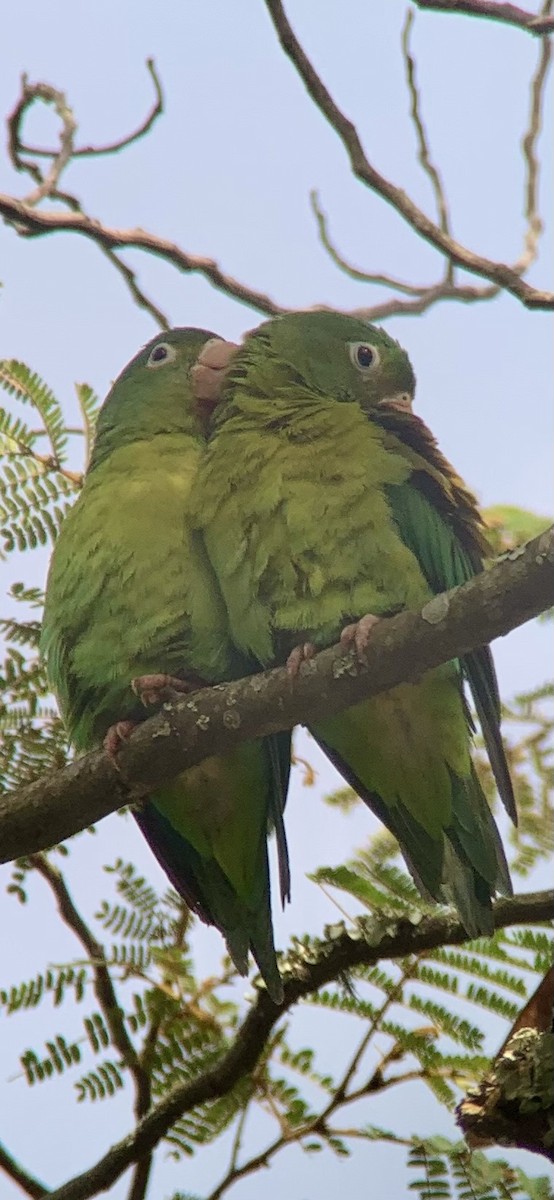 Orange-chinned Parakeet - ML621885197