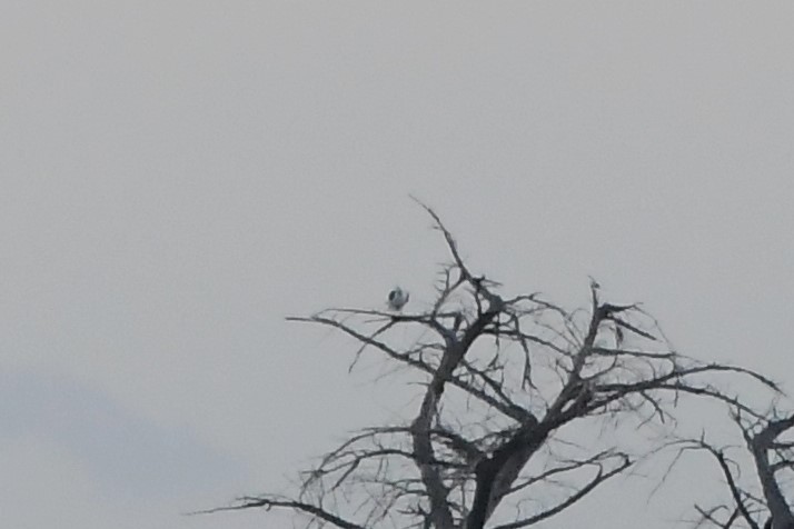 Black-shouldered Kite - ML621885203
