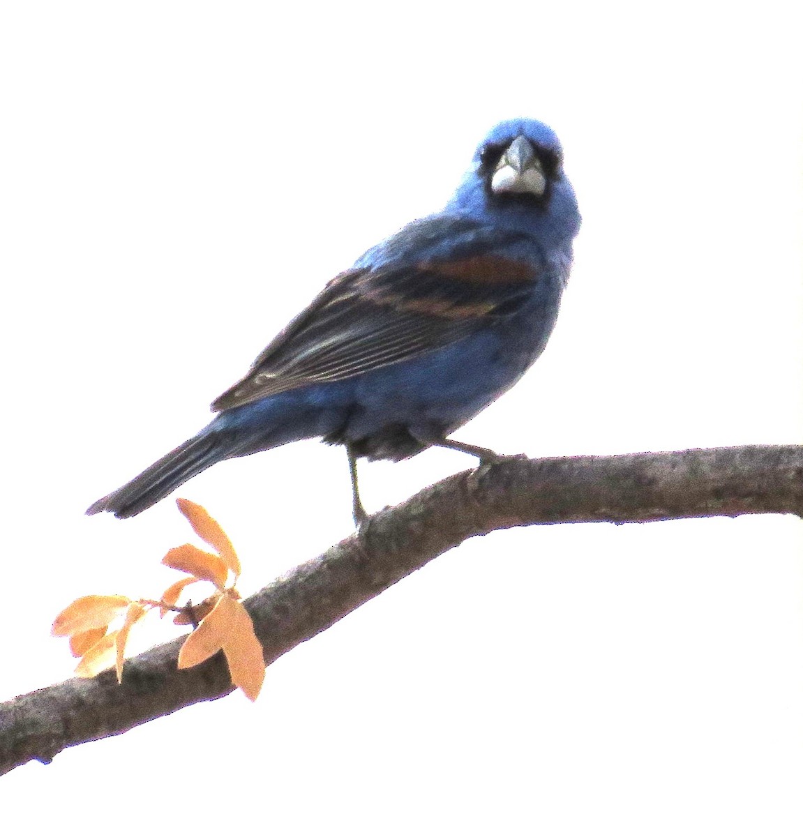 Blue Grosbeak - ML621885207