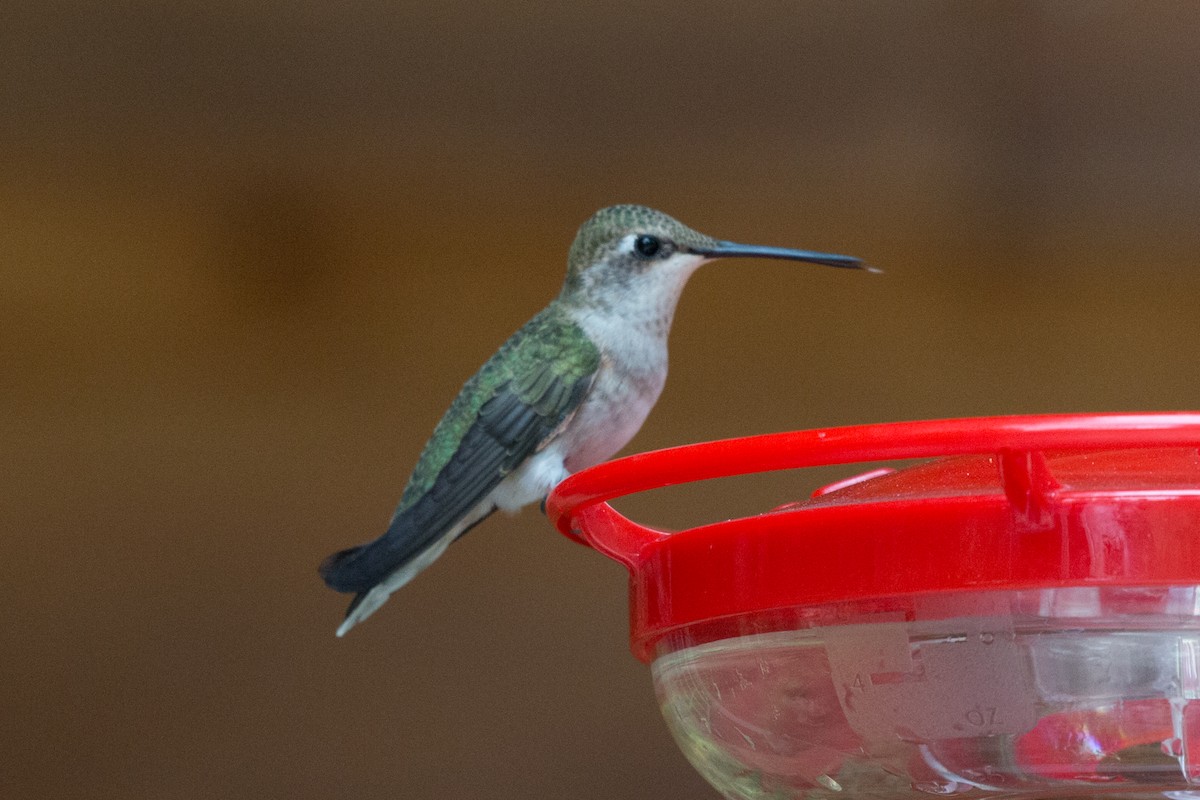 Black-chinned Hummingbird - ML621885214