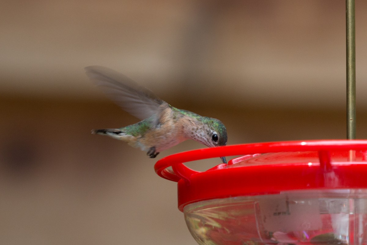 Calliope Hummingbird - ML621885219