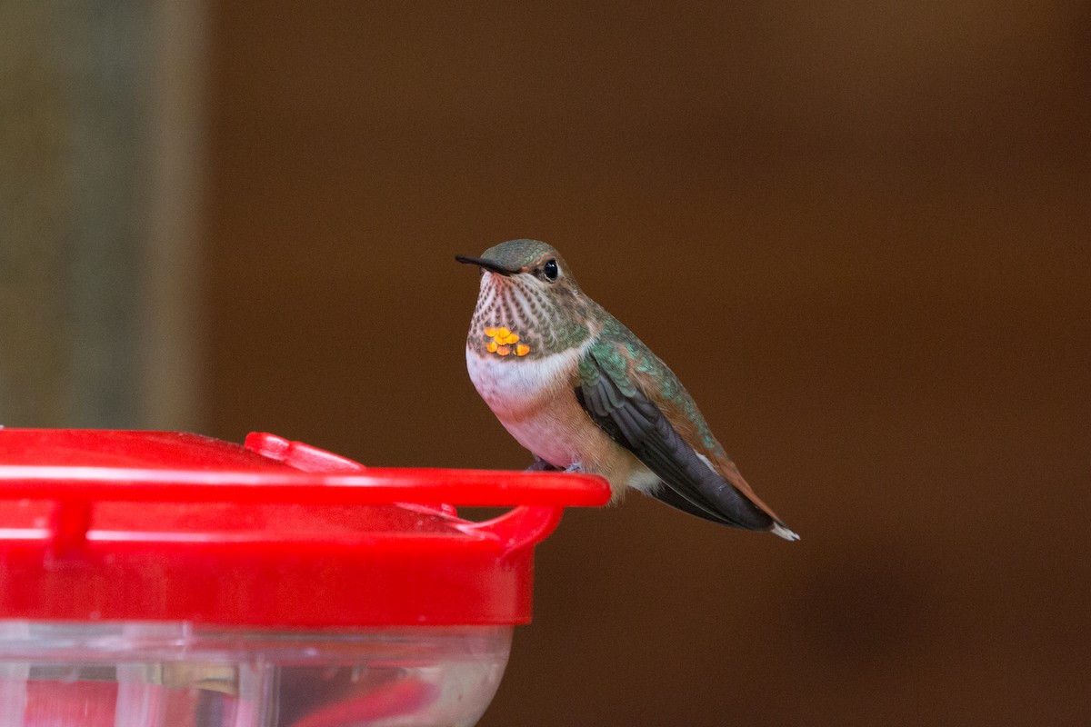 Rufous Hummingbird - ML621885225