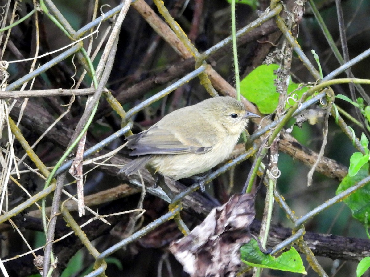 Gray Warbler-Finch - Kevin Seymour