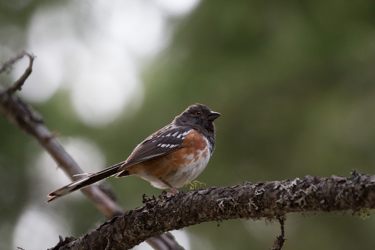 Spotted Towhee - ML621885242