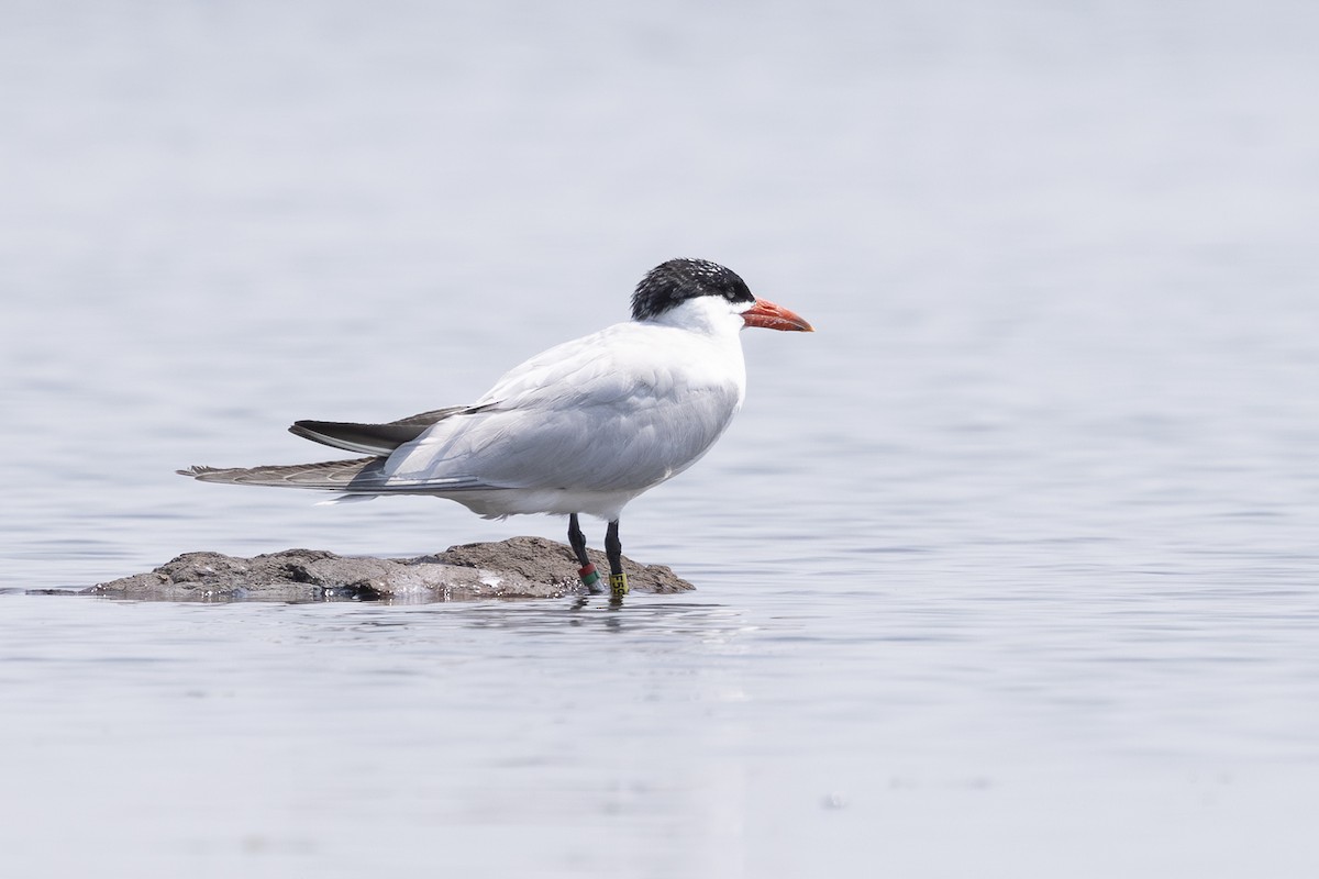 Caspian Tern - ML621885249