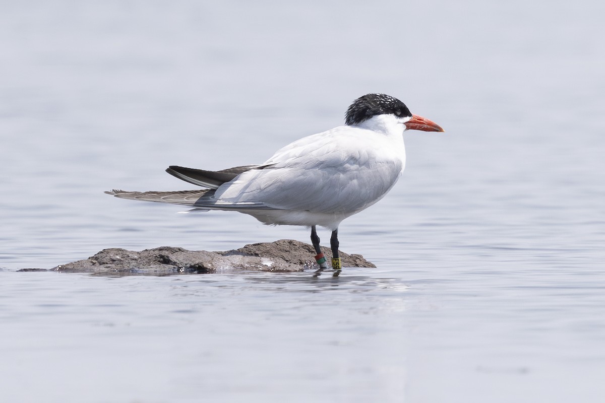 Caspian Tern - ML621885250