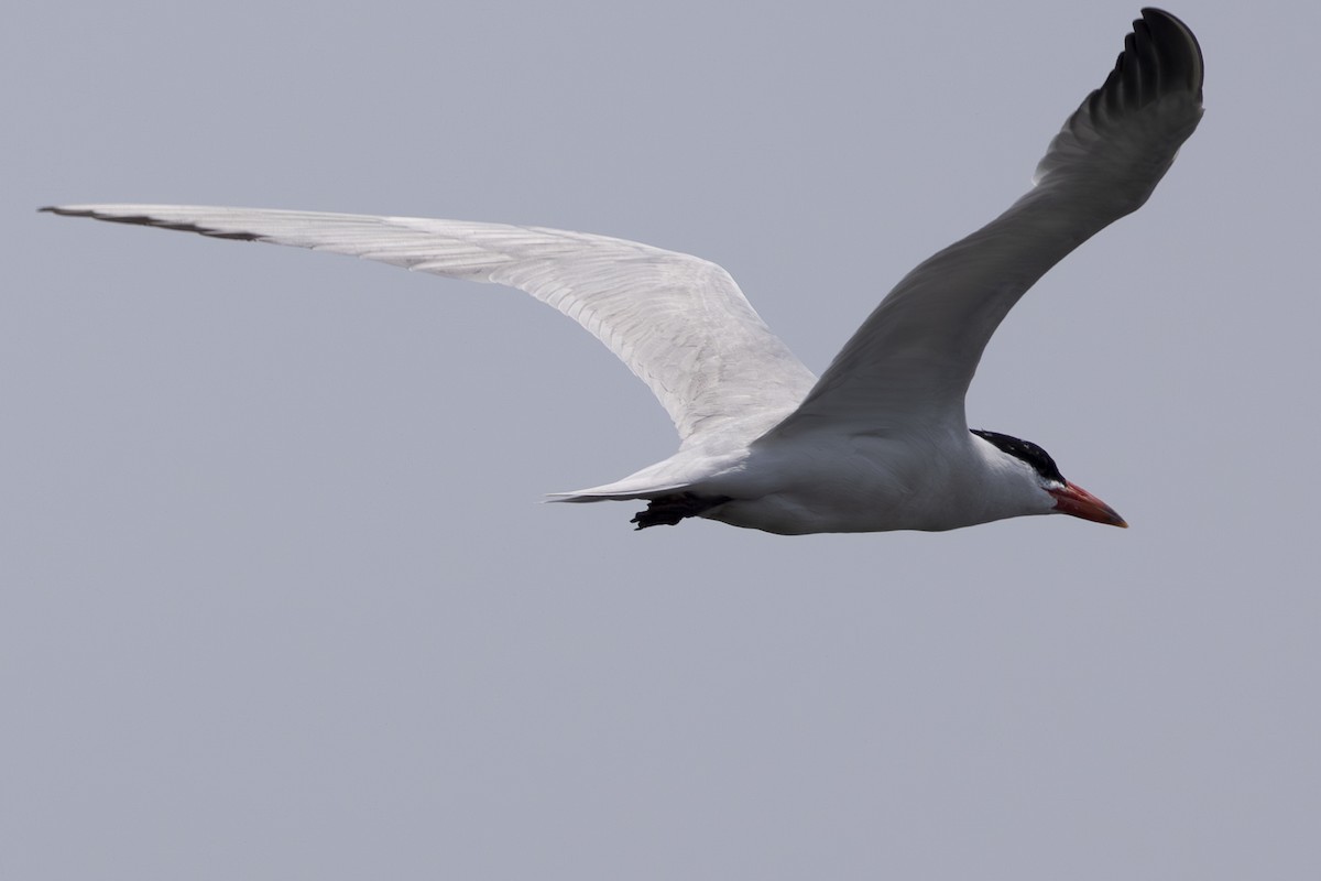 Caspian Tern - ML621885251