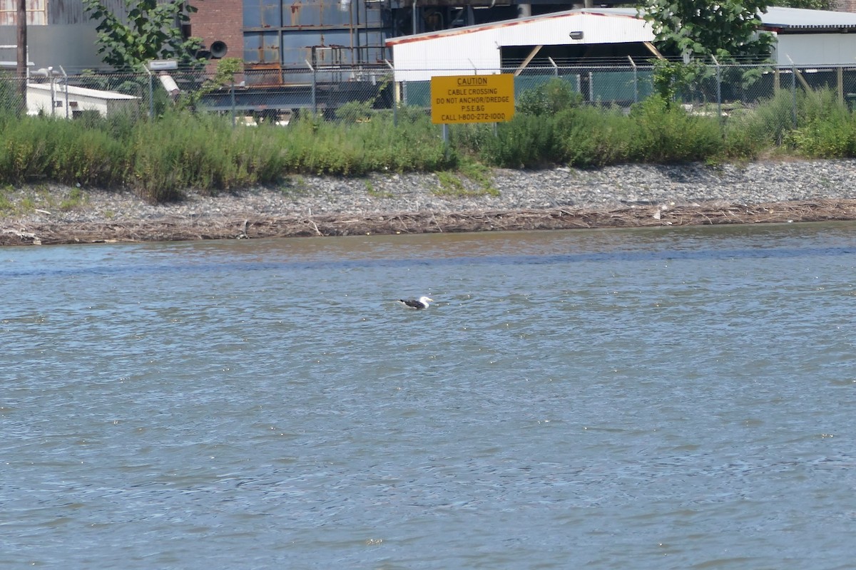 Great Black-backed Gull - ML621885258