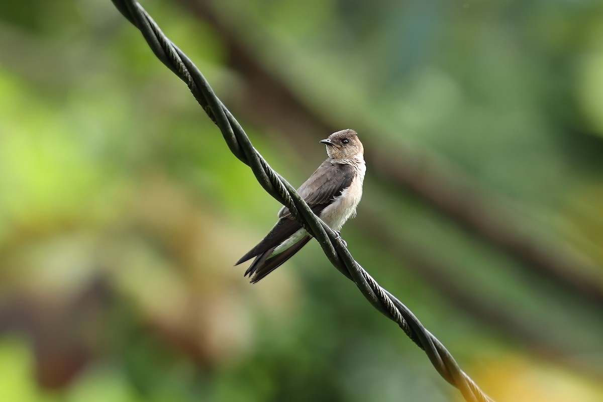 Southern Rough-winged Swallow - ML621885279