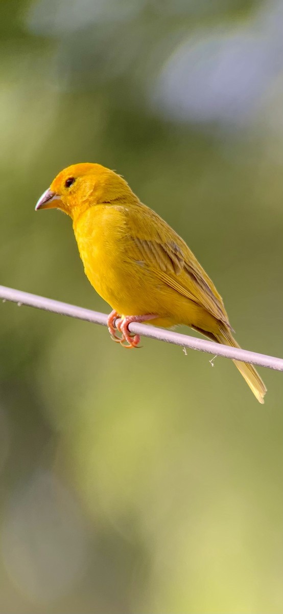 Saffron Finch - ML621885282