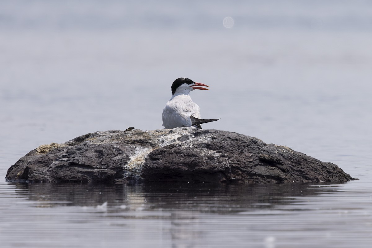 Caspian Tern - ML621885285