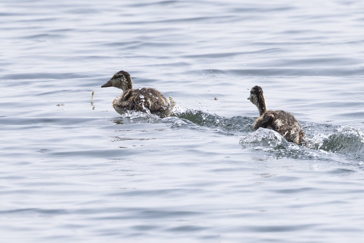 Canard colvert - ML621885289