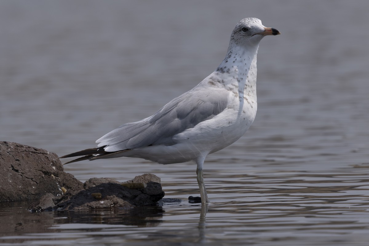 Ring-billed Gull - ML621885294