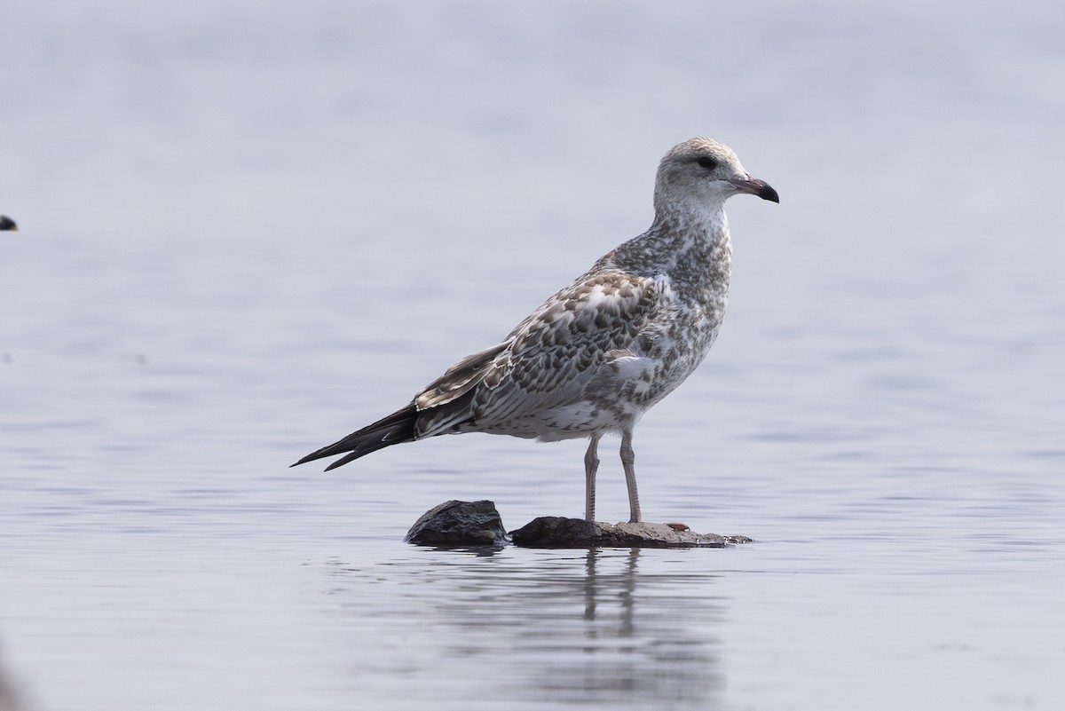 Ring-billed Gull - ML621885295