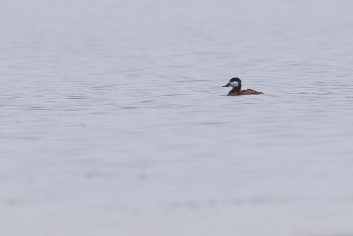 Ruddy Duck - ML621885296