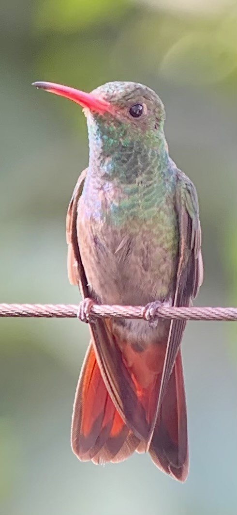 Rufous-tailed Hummingbird - ML621885298