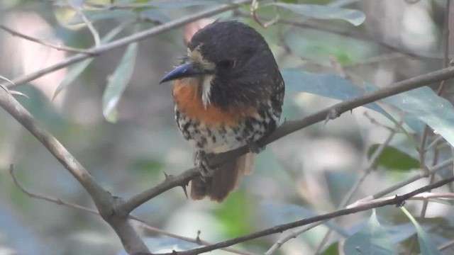 White-whiskered Puffbird - ML621885301