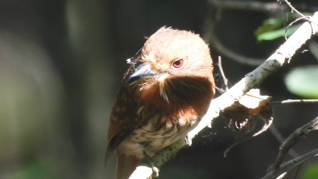 White-whiskered Puffbird - ML621885304