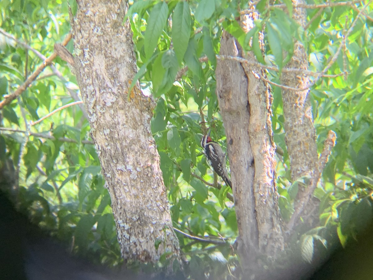 Yellow-bellied Sapsucker - August Palmer